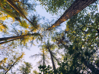 Early Autumn forest morning,Northern Ireland