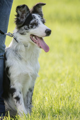 border collie