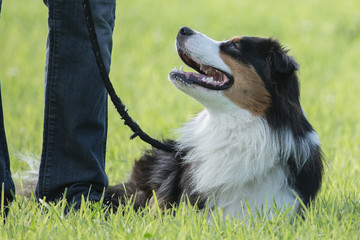 australian shepherd
