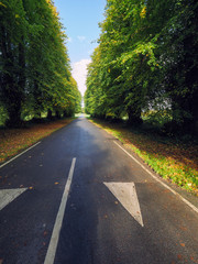 Obraz premium Early Autumn countryside morning,Northern Ireland