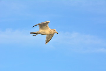 Obraz premium Gull in Flight