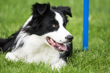 border collie