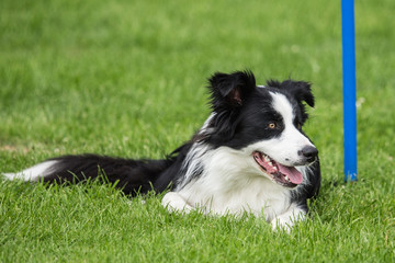 border collie