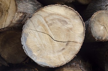 wood tree texture