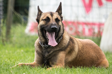 malinois