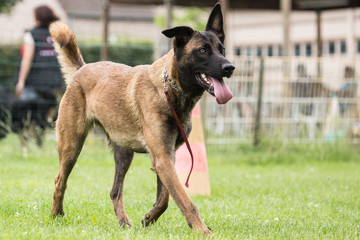 malinois