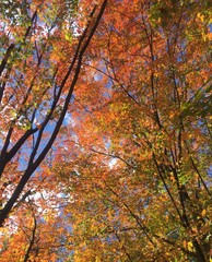 an explosion of colorful fall foliage