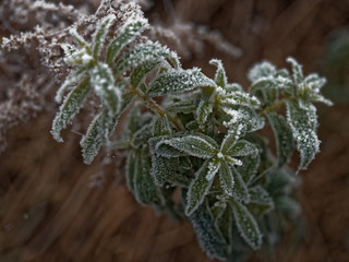 The first frost. Everything was frozen cold and frosty.