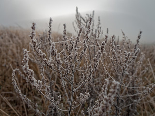 Fototapeta premium The first frost. Everything was frozen cold and frosty.