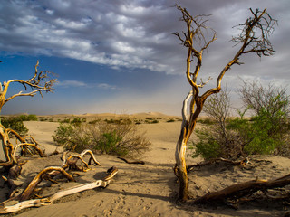 Gnarled Tree at Edge of Death Valley Sand Dunes	
