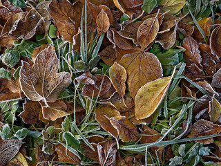 The first frost. Everything was frozen cold and frosty.
