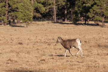 Rocky Mountain Bighorn Sheep Ewe