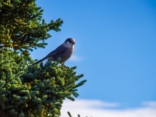 Gray Jay in Pine Tree
