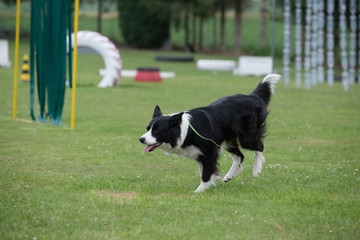 border collie