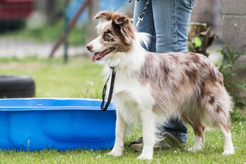 border collie