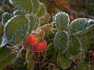 Rosehip berries.The first frost. Everything was frozen cold and frosty.