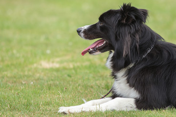 border collie