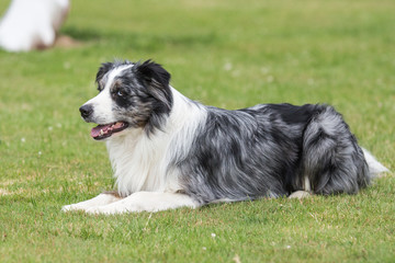 border collie