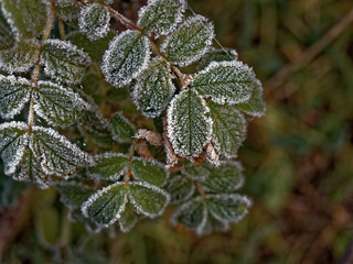 The first frost. Everything was frozen cold and frosty.