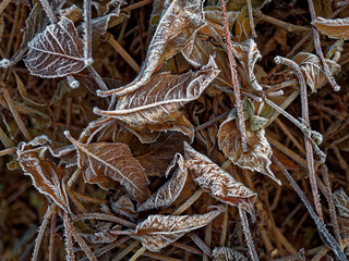 The first frost. Everything was frozen cold and frosty.