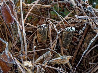 The first frost. Everything was frozen cold and frosty.