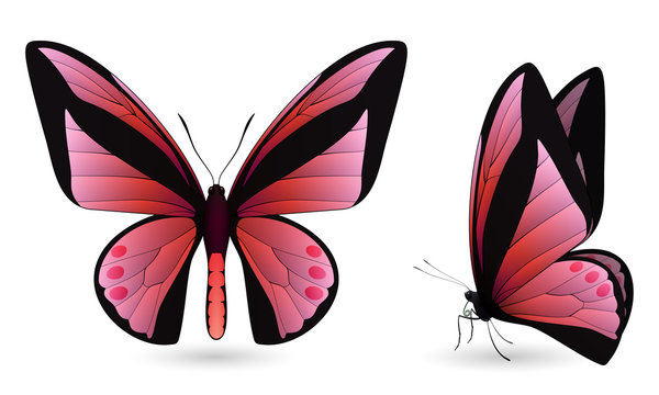 Set of colorful butterflies. Front and side view
