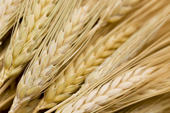 Close up view of Wheat