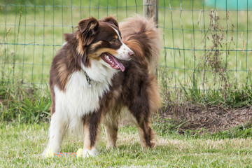 Border collie