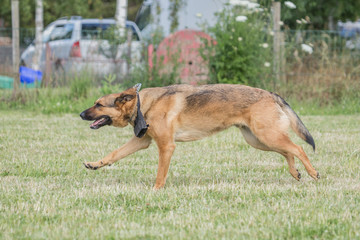 malinois