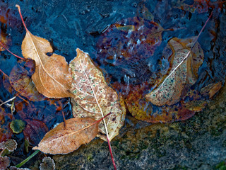 The first frost. Everything was frozen cold and frosty.