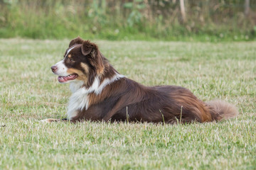 Border collie