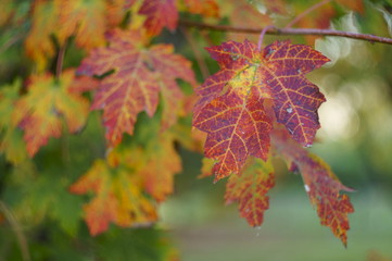 The autumn colors, wonderful colored leaves on the tree