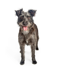Happy Shaggy Grey Terrier Dog