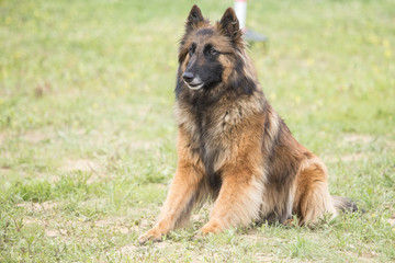 tervuren