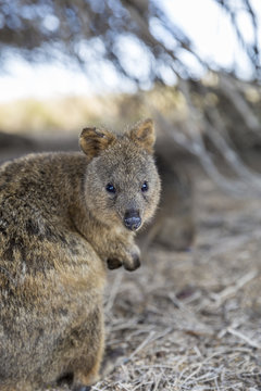 Quokka in habitat