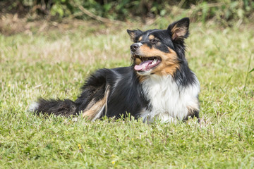 border collie
