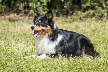 border collie