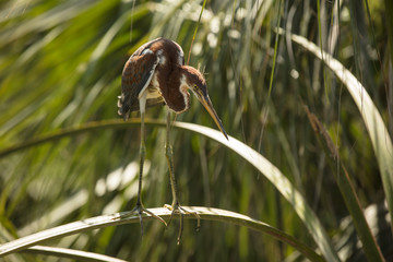 Perched brown heron watches over wetlands