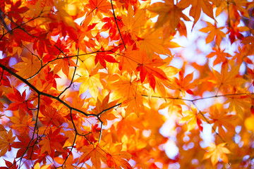 紅葉