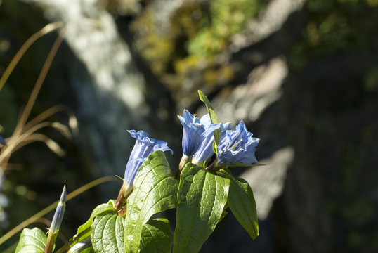 inflorescence of star gentian (also known as cross gentian) closeup against the background of a blurry mountain waterfall