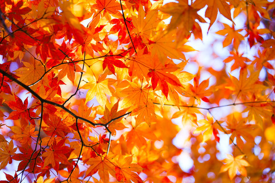 紅葉