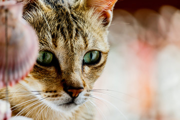 Thailand cute cat resting habits of cute pets. Cat breeds Thailand