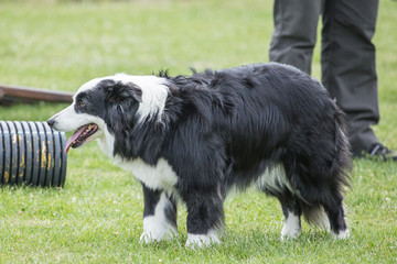 border collie