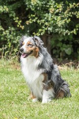 australian shepherd