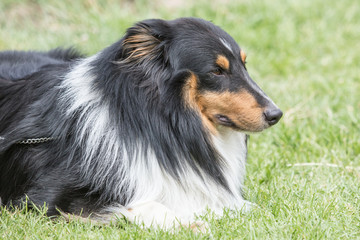 colley
