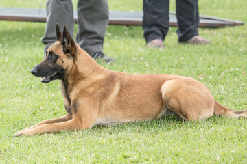 malinois
