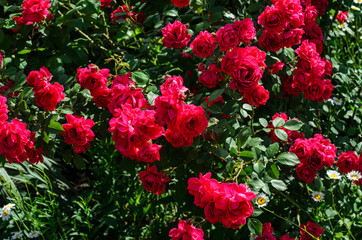 Rose bush on flowerbed in the park