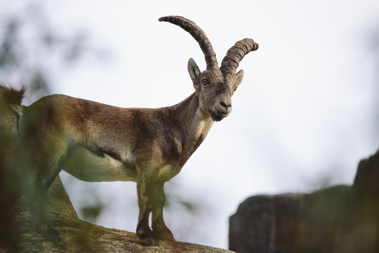 Spanish wild goat (capra pyrenaica) in Pedriza mountains, Madrid