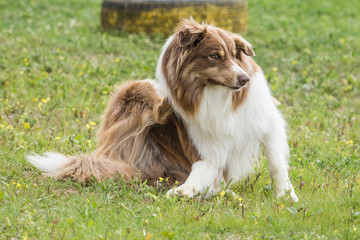 border collie