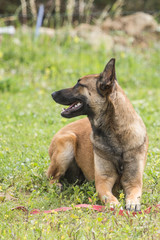 malinois